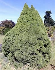 Image result for Picea glauca Cemetario