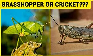 Image result for Cricket Bug vs Grasshopper