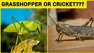 Image result for Cricket Bug vs Grasshopper