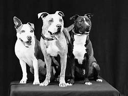 Image result for Beagle Pit Bull Mix