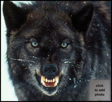 angry black wolf male 的图像结果