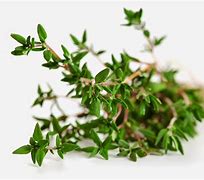 Image result for Daun Thyme