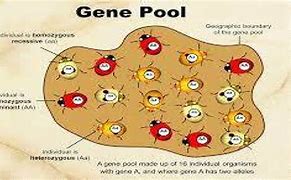 Image result for Gene Pool