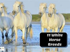 Image result for White Horse Breeds