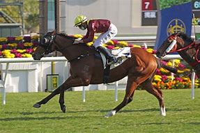 Image result for Hong Kong Horse Racing