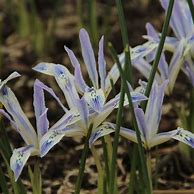 Iris reticulata Painted Lady માટે ઇમેજ પરિણામ