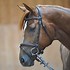 Image result for Kimblewick Bridles On Horses