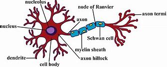 Image result for Neuron Graphic
