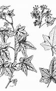 Image result for Hedera Helix