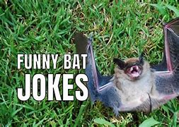 Image result for Funny Bats for Halloween