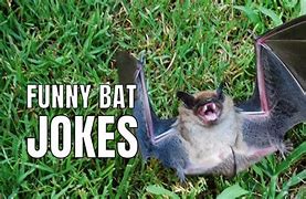 Image result for Funny Bat Cat