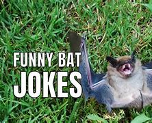 Image result for Bumblebee Bat Jokes