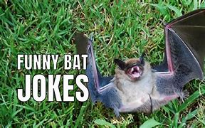 Image result for Bat Jokes