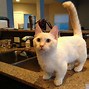 Image result for Munchkin Cat Funny
