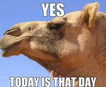 Image result for Hump Day Chiropractic Meme
