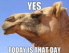 Image result for Not Hump Day Meme