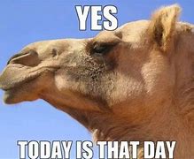 Image result for Hilarious Hump Day Memes
