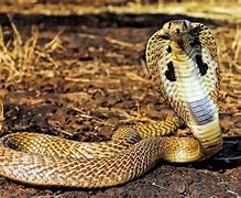 Image result for Cobra Face