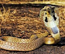 Image result for Cobra Pictures
