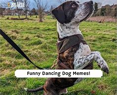 Image result for Dancing Dog Meme