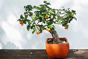 Image result for Bonsai Fruit Tree Plants