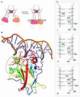 Image result for P53 Sequence