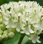 Image result for White Milkweed Plant