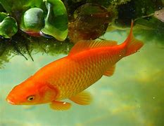 Image result for Common Aquarium Fish Diseases