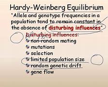 Image result for Hardy–Weinberg Principle