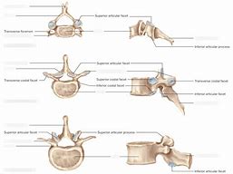 Image result for Cervical/Thoracic Lumbar Vertebra