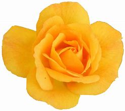 Image result for Yellow Rose Pictures