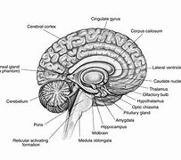 Image result for Human Brain Map