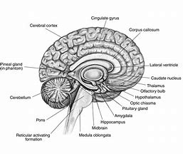 Image result for Inside of Brain Labelled