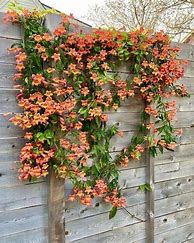 Image result for Perennial Climbing Flowering Vines