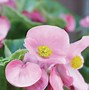 Image result for Begonia