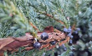 Bildergebnis für Juniperus squam. Blue Spider