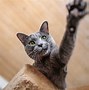 Image result for Small Cat