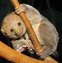 Image result for Fossa Pics