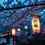 Image result for Cherry Blossom Festival Tokyo Japan