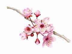 Image result for Drawing of Cherry Blossom