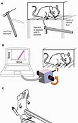 Image result for Pinch Clip Mouse Foot Pain Stimuli