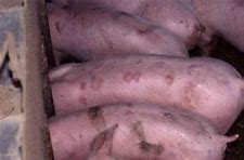 Image result for Erysipelas in Pigs Symptoms