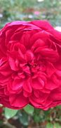 Image result for Autumn Rouge Rose