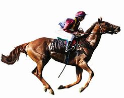 Image result for Horse Racing PNG File
