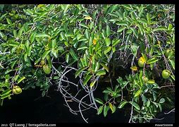 Image result for Pond Apple Tree Everglades