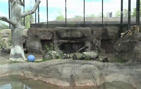 Image result for Topeka Zoo Tiger Attack