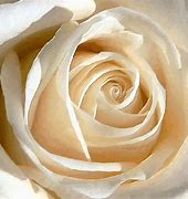 Image result for Black and White Rose Border Clip Art