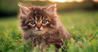 Image result for Kitten Photography