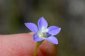 Image result for Wahlenbergia congesta