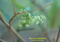 Image result for Bursera Simaruba Flowers